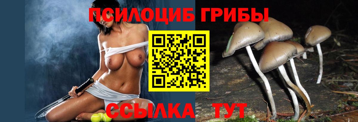 Псилоцибиновые грибы Psilocybe  Вход с VPN  Мичуринск 